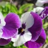 Viola wittrockiana